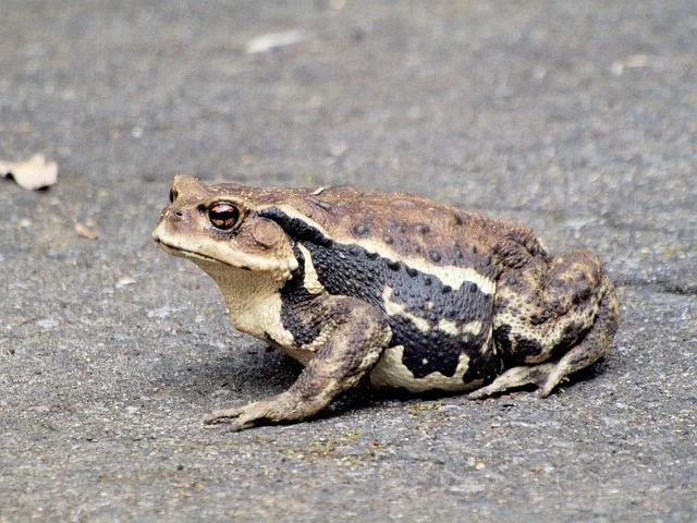 12k fumot - 12k Fumot Vape im direkten Vergleich mit anderen Modellen